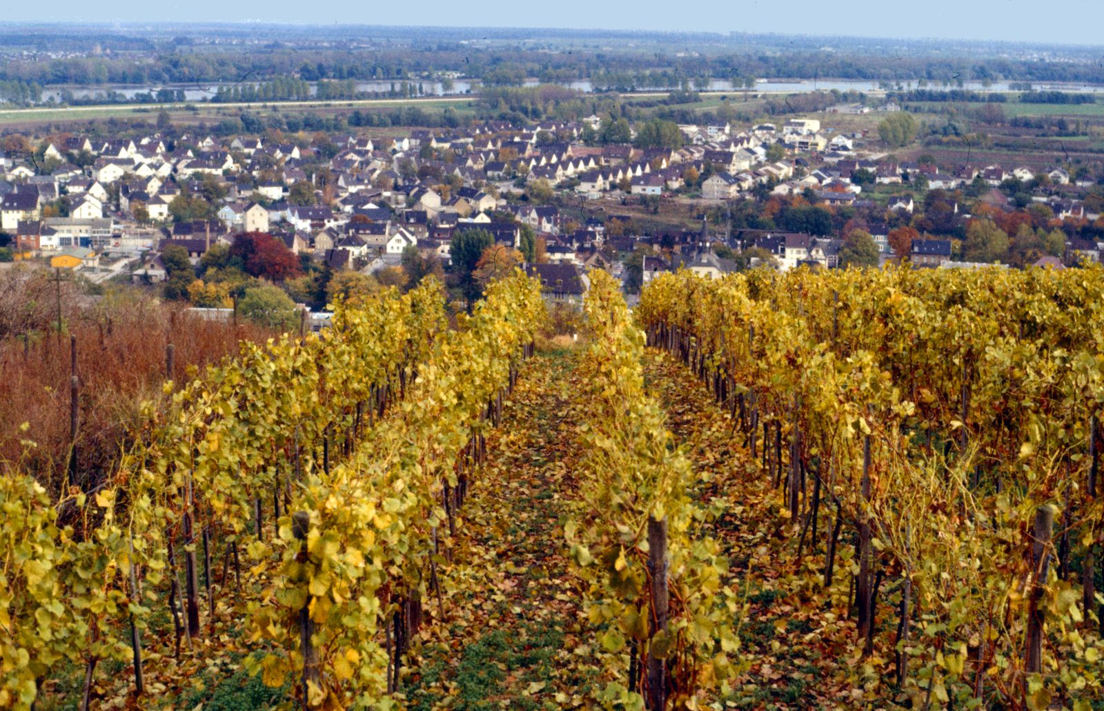 Weinberg im Wonnegau — Blick auf Reben und Hügel